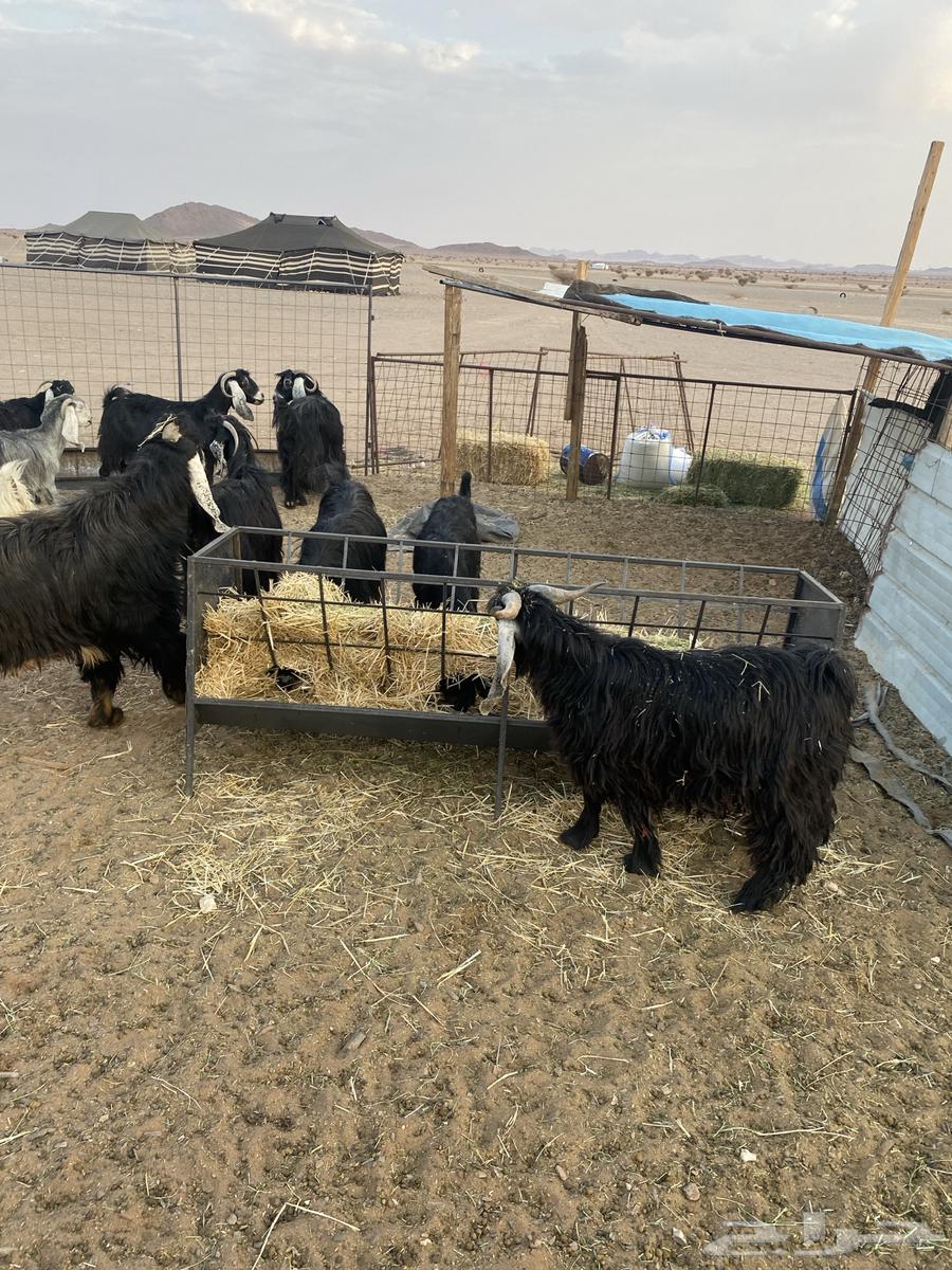 Goats with 3-month-old kids, along with two male goats, some are defective and some are healthy64504434424449114