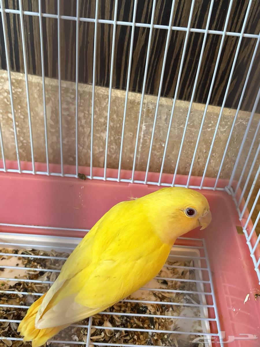 Bird of the day64506844472450110