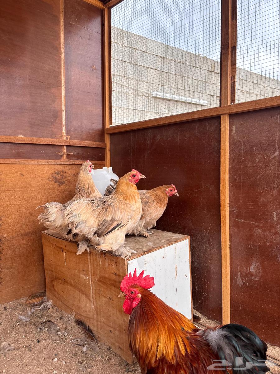 كوشن قزم فاخر تم البيع64509124049154112