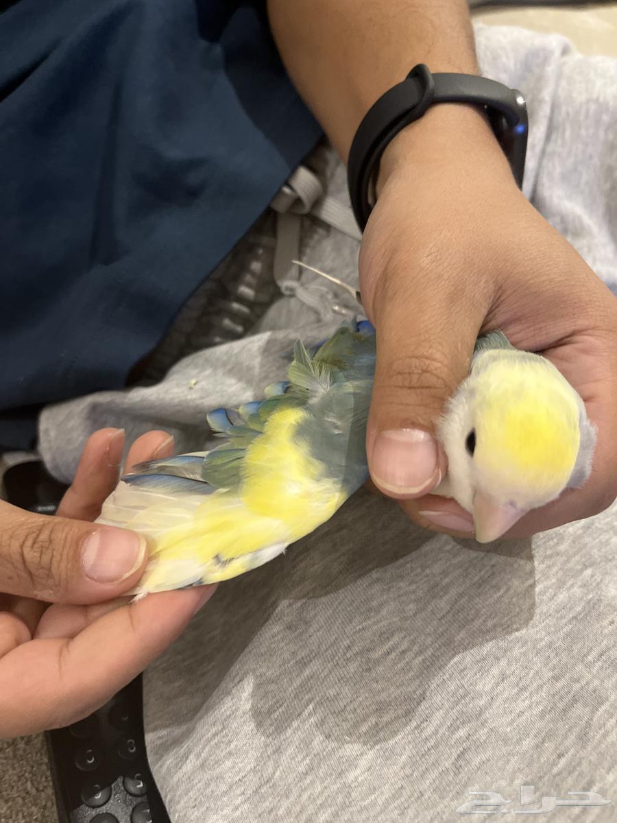 عصفورين روز جميلة للبيع السمح64509363768963110