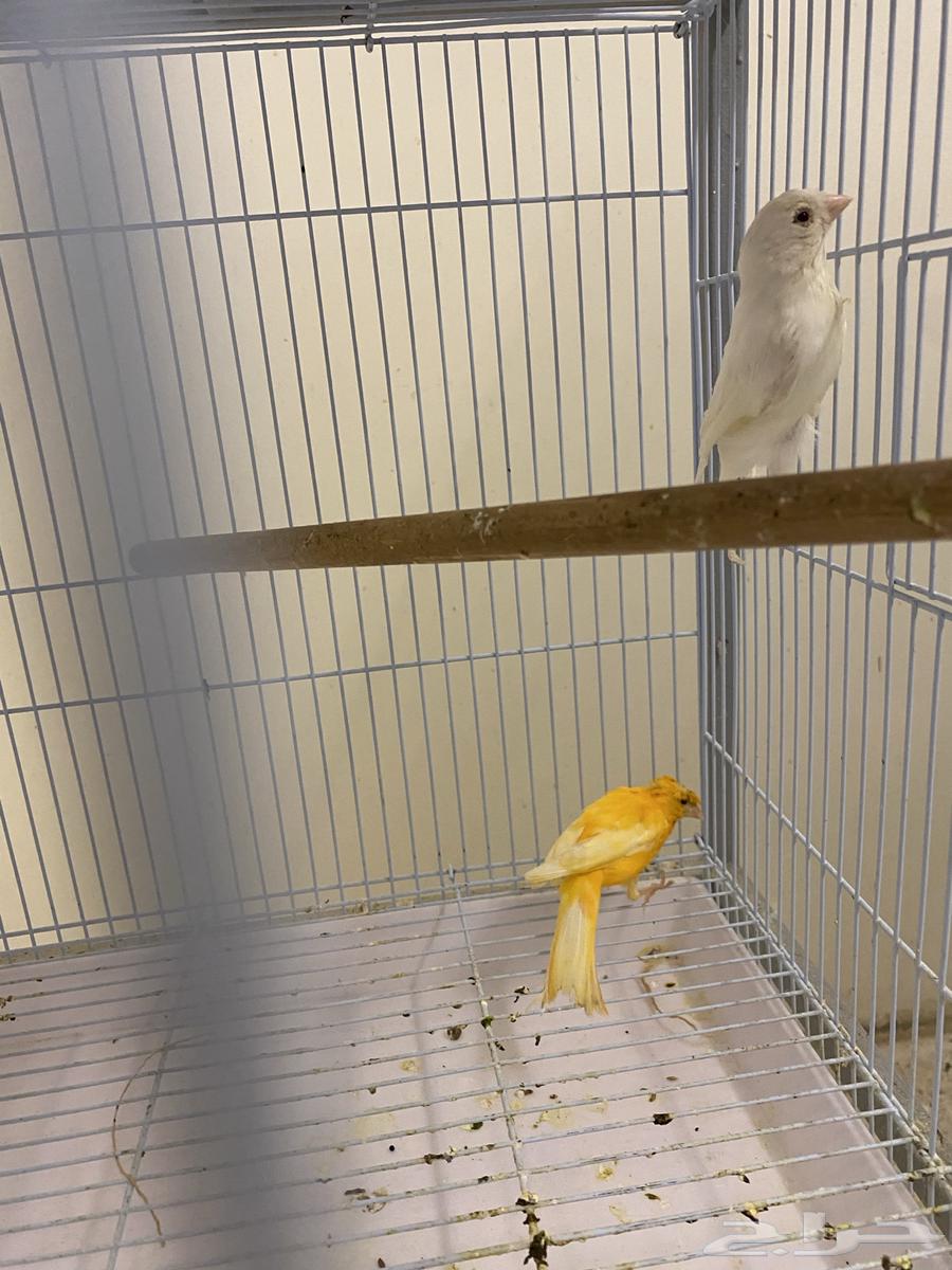 طيور كناري وجوز دره وذكر دره64508943691265114