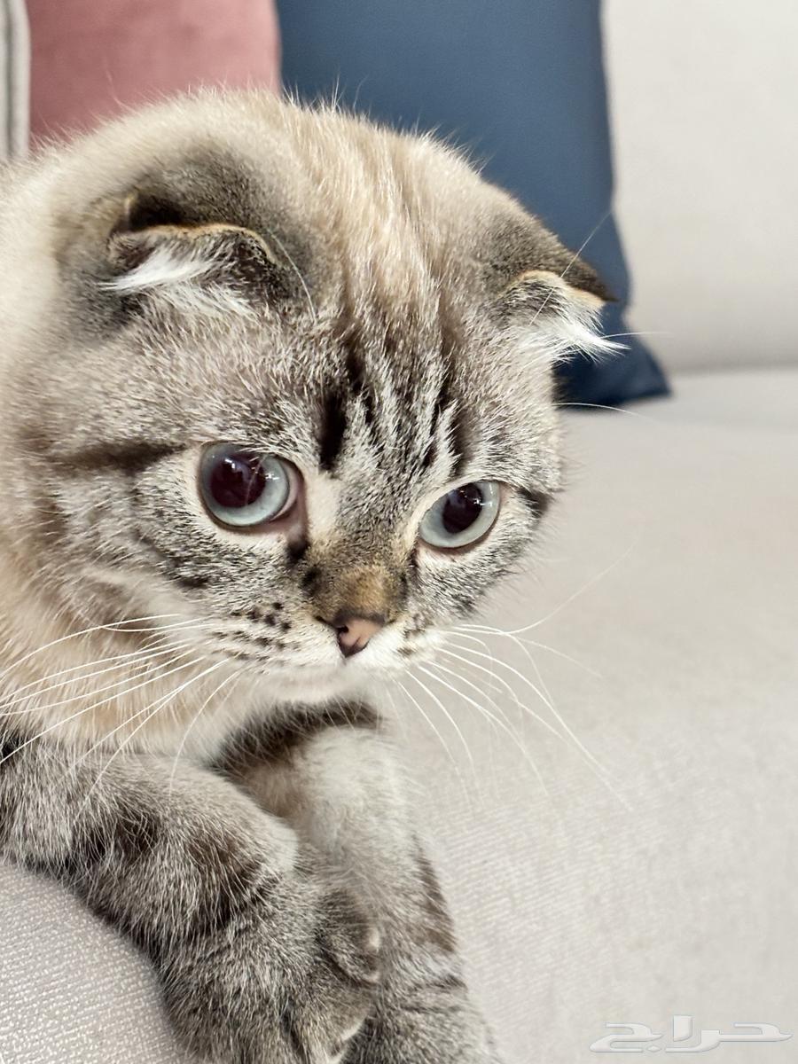 قطط للبيع64504037224705112