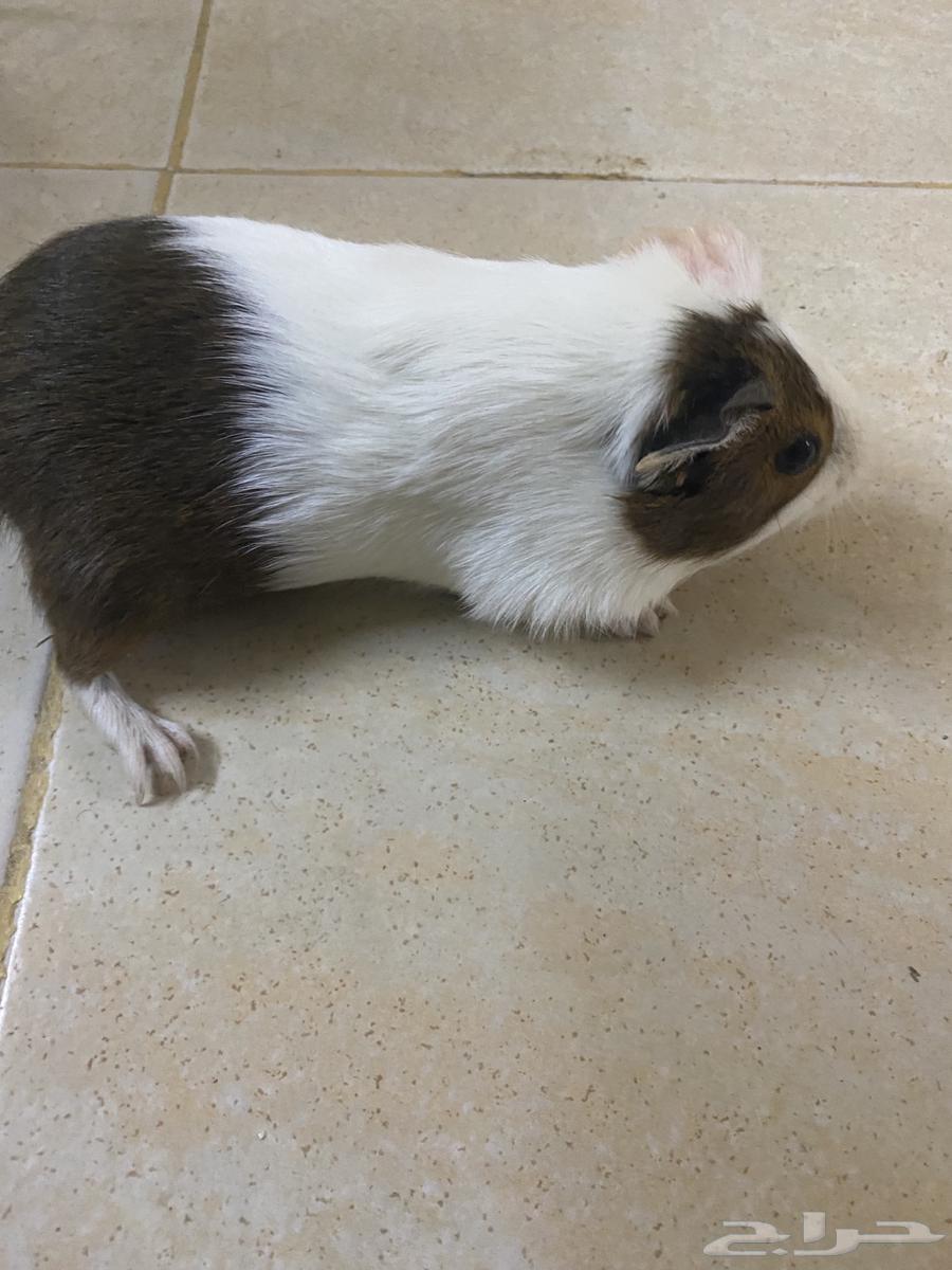 وبري جوز64509729087747113