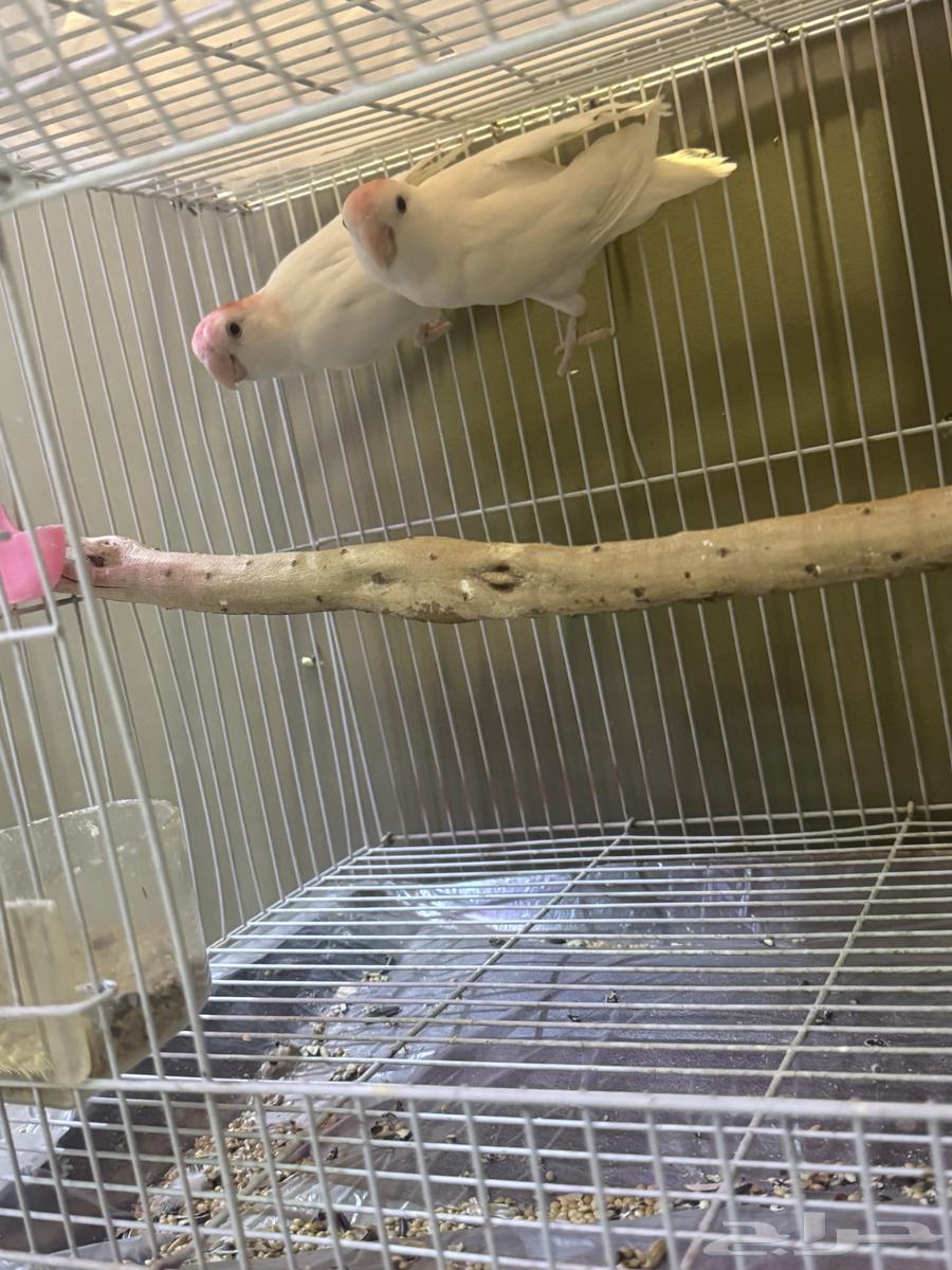 5 فردات روز عيون حمر64509588515715110