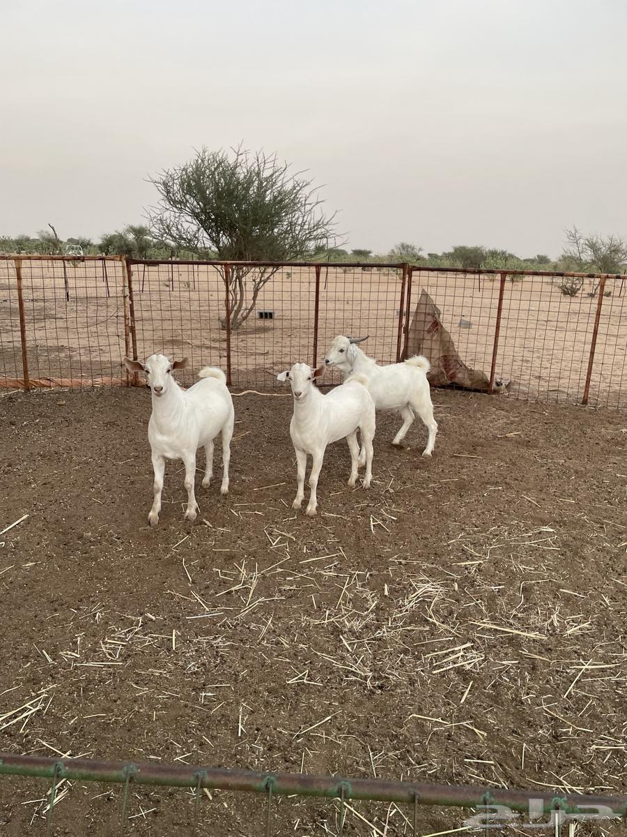 Tios Jadh'an Mkhasi64508985560963111