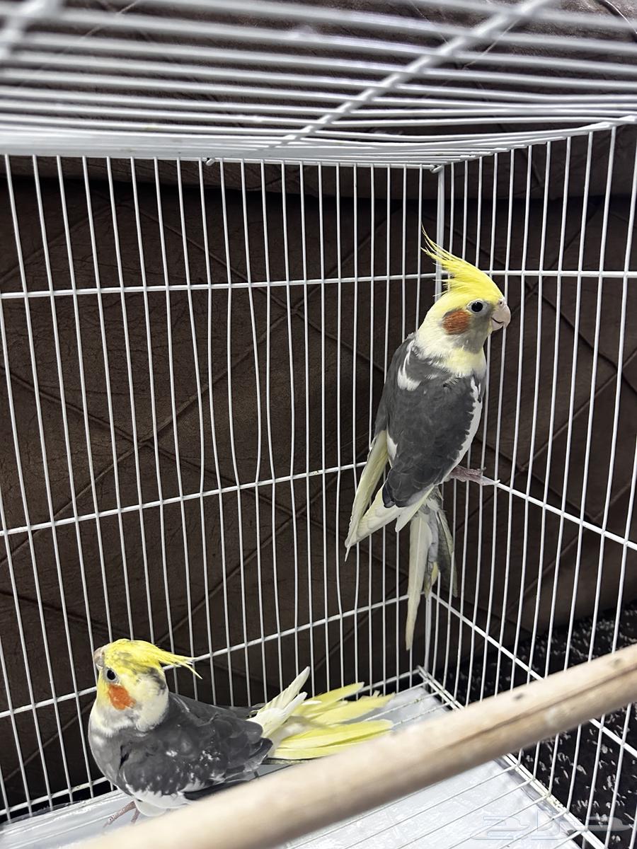 عصافير كروان للبيع64507935642626111