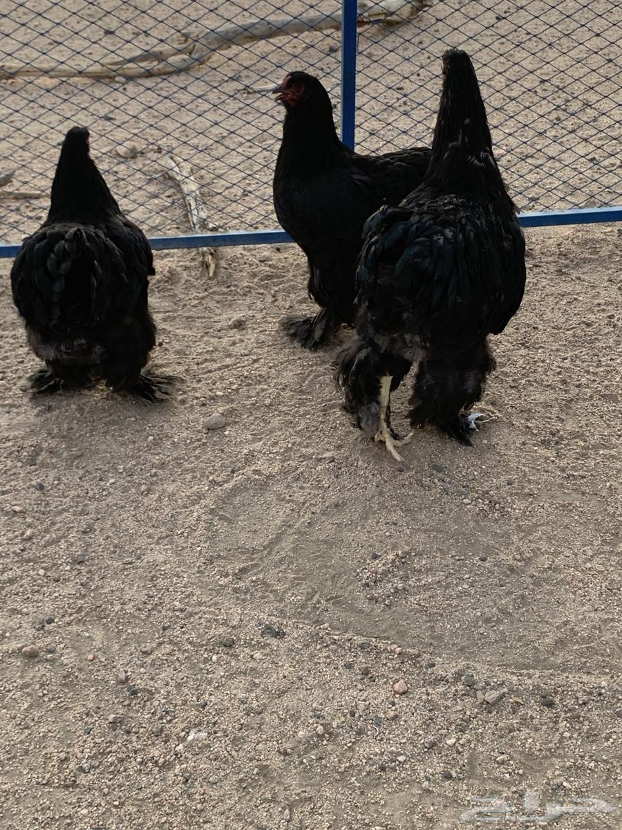 طقم براهما فاخر للمربي64508033175042110