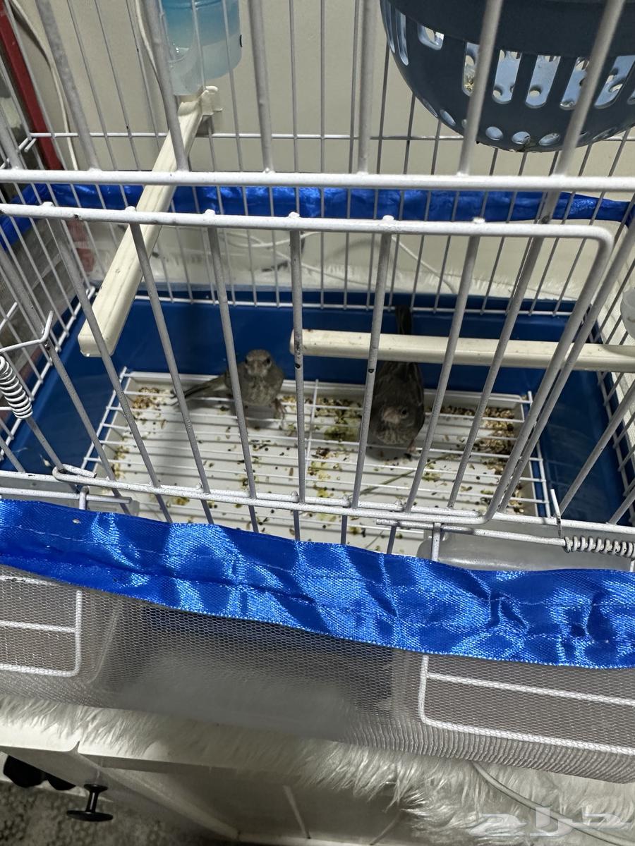 للبيع جوز ياسمين طائفي64507123758082113