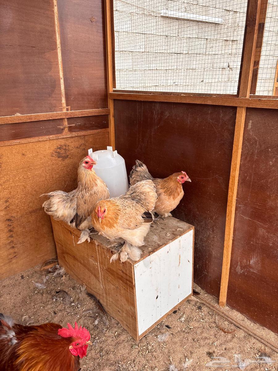 كوشن قزم فاخر تم البيع64509124049154110