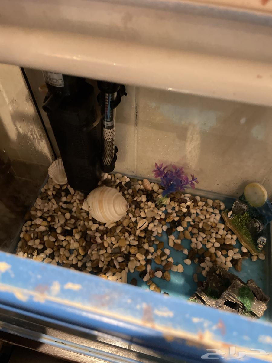 حوض سمك مستخدم جديد بي 60064508943722881113