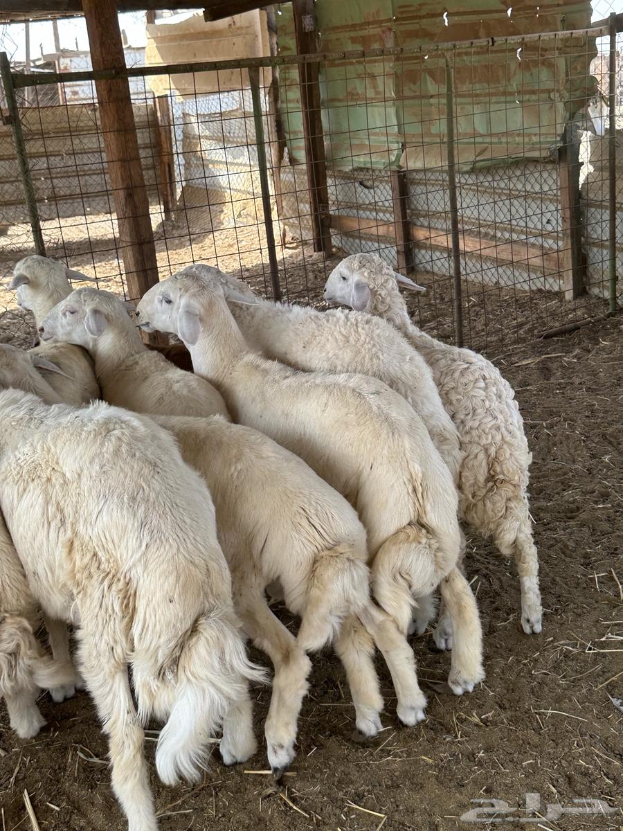 High-Quality Halal Meat for Occasions, Harri and Sawakin, Refrigerated64504709144834112