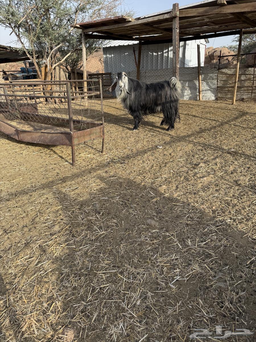 تيس عارضي فحل للبيع64507431402114111