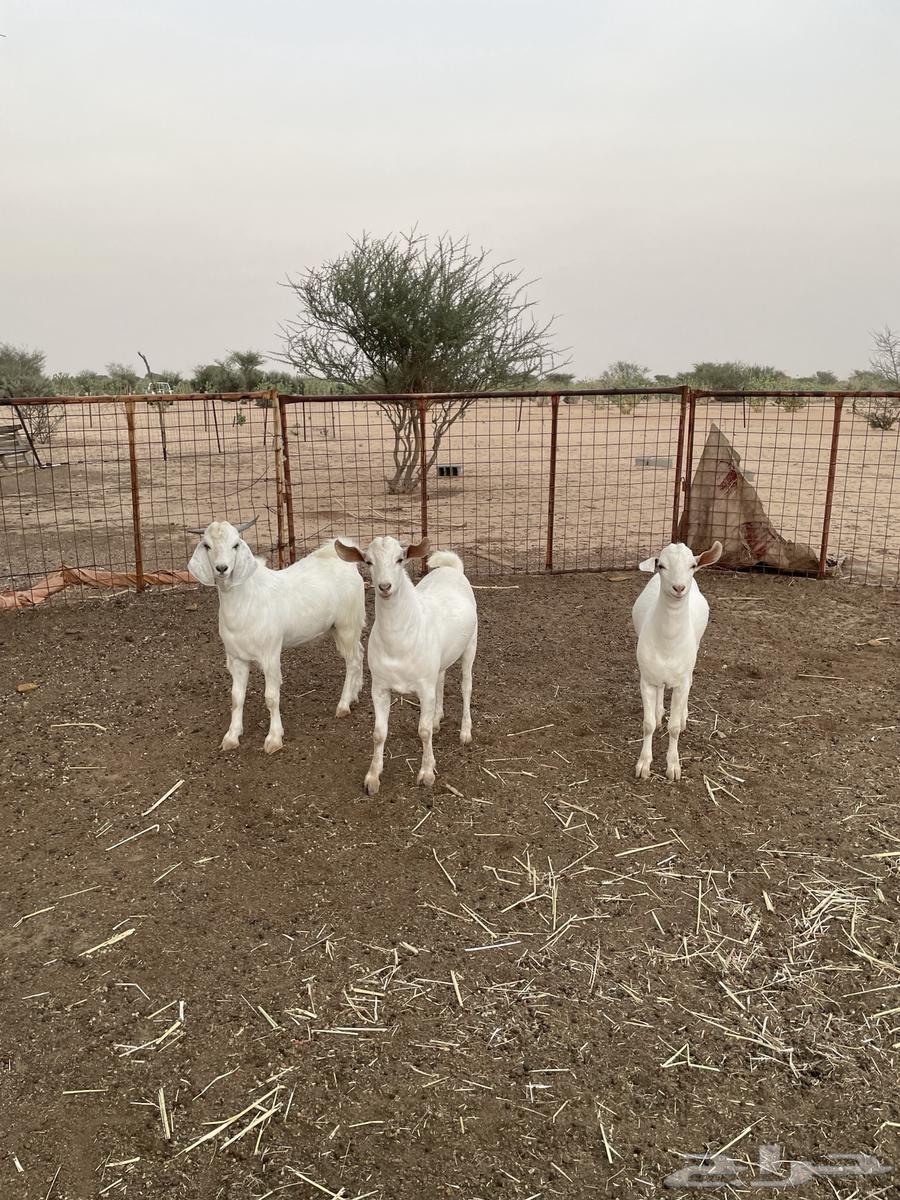 Tios Jadh'an Mkhasi64508985560963110