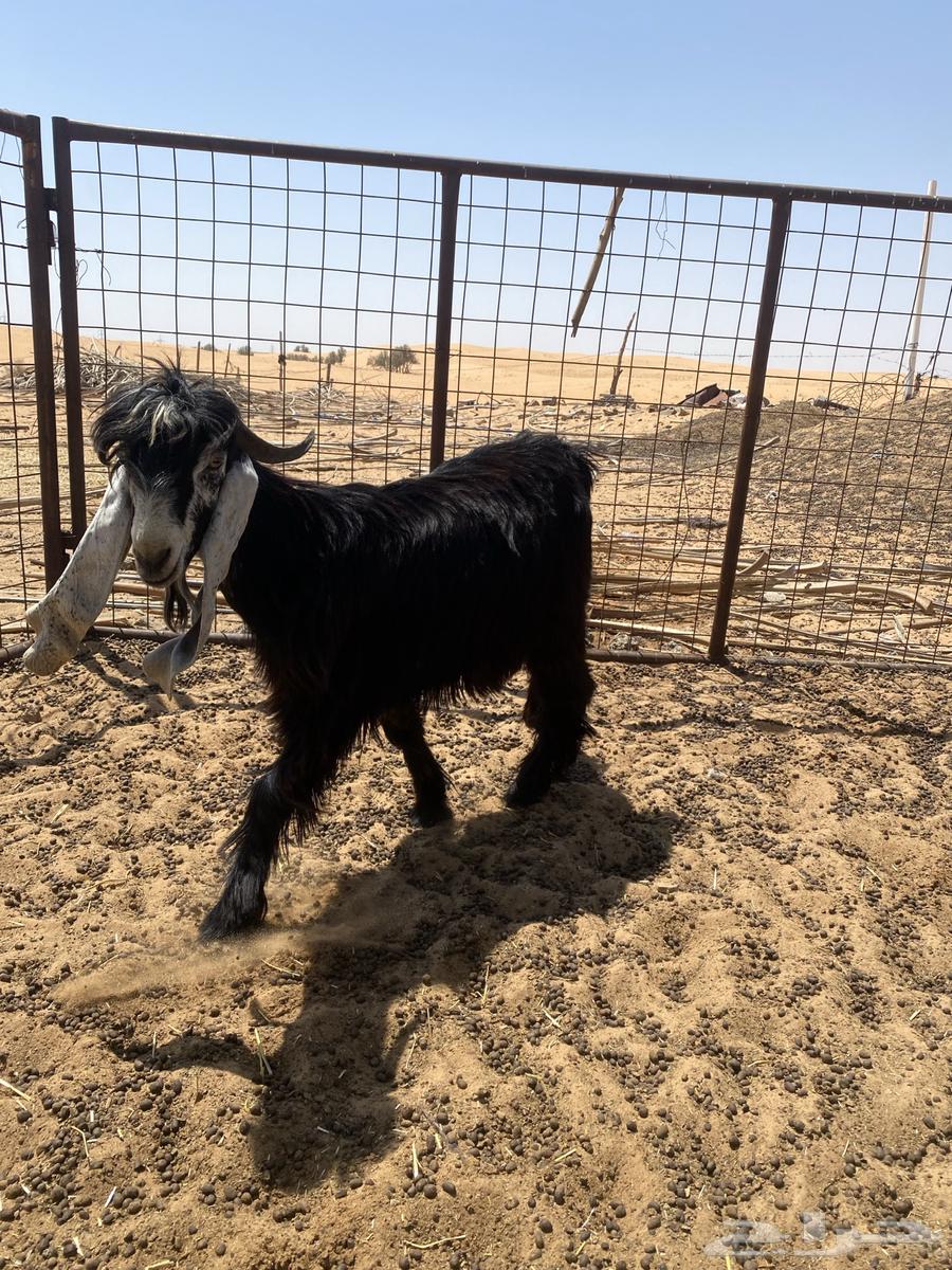 للبيع عدد 2 تيوس فحول جدعان عوارض شرط القريع64510563603457111