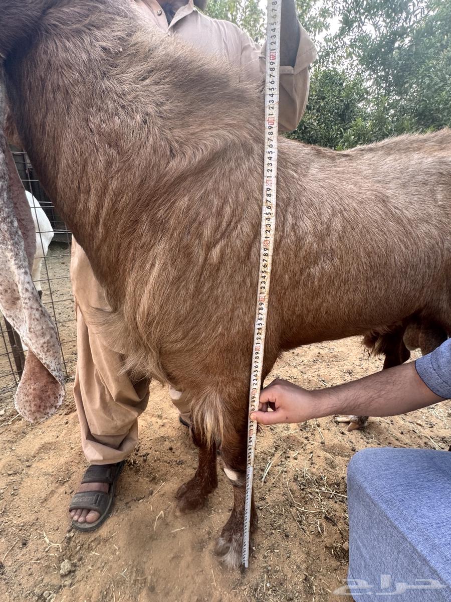 فحل هولندي وعياله64507612925187112