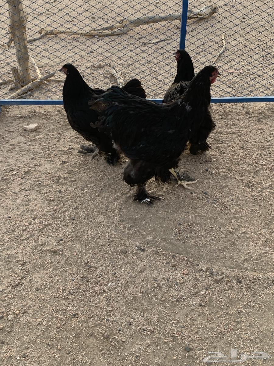 طقم براهما فاخر للمربي64508033175042113