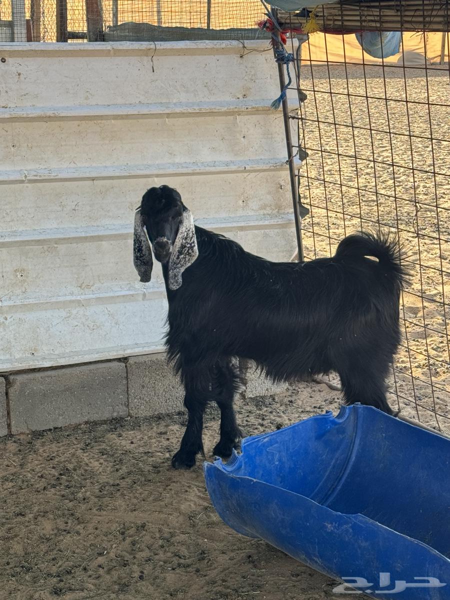 بهم تيس وجفره للبيع64503322365698112