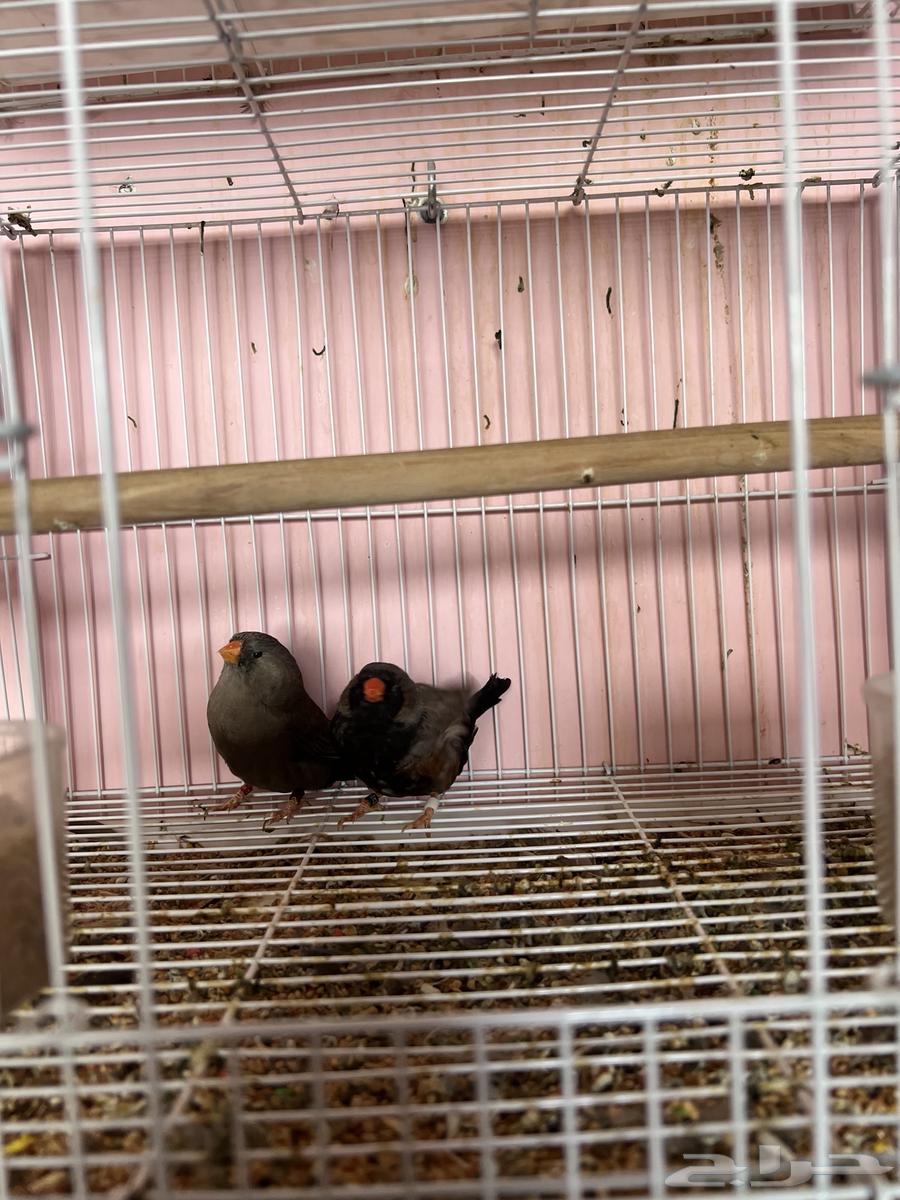 جوز زيبرا شاركول جامبوا64506132394114111