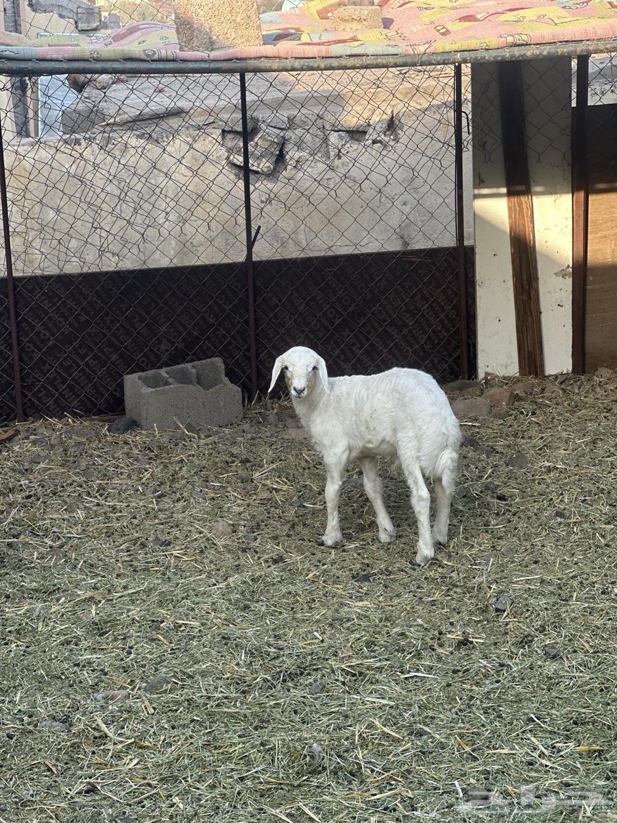 بهم مشروع فحل طلي ابوه صنف فحل64507866148609113