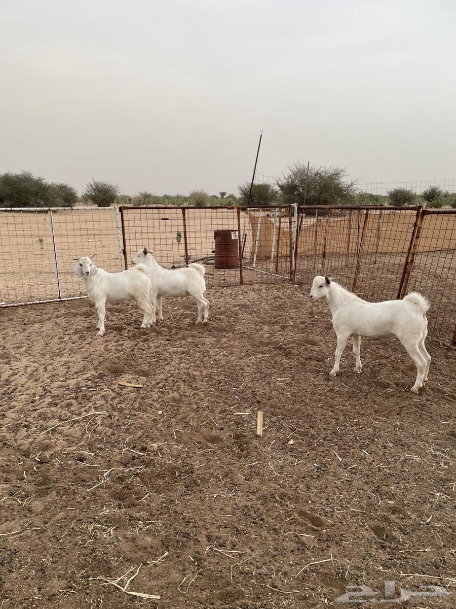 Tios Jadh'an Mkhasi64508985560963113