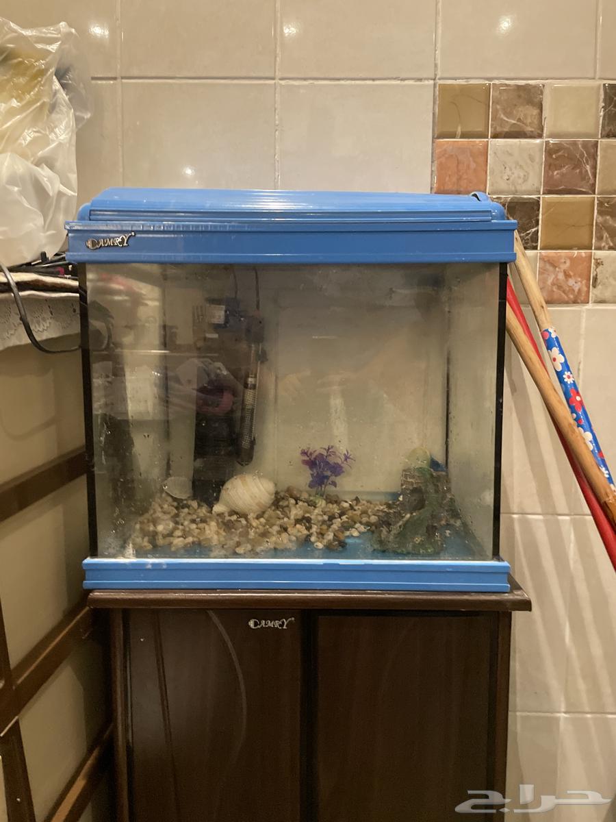 حوض سمك مستخدم جديد بي 60064508943722881110