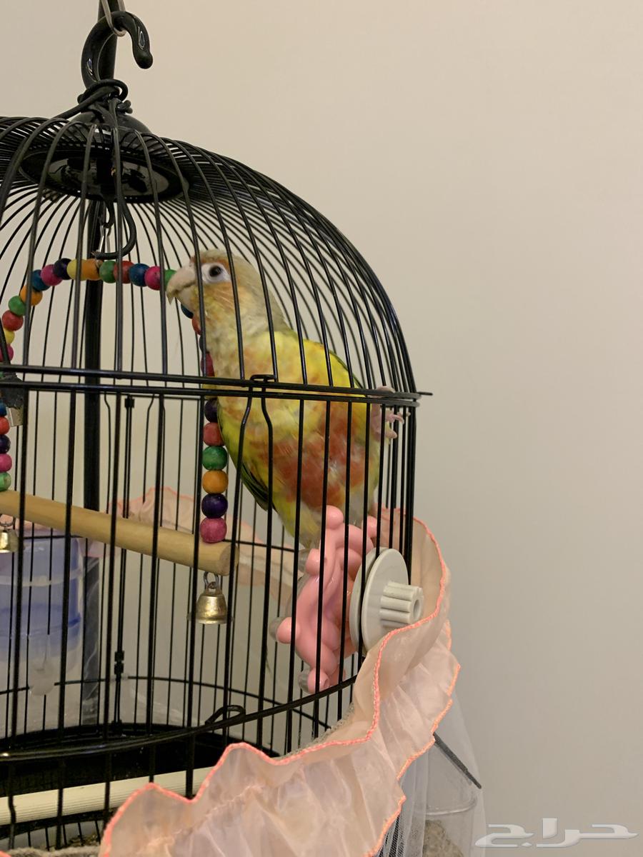 كنيور للبيع64509434248706110