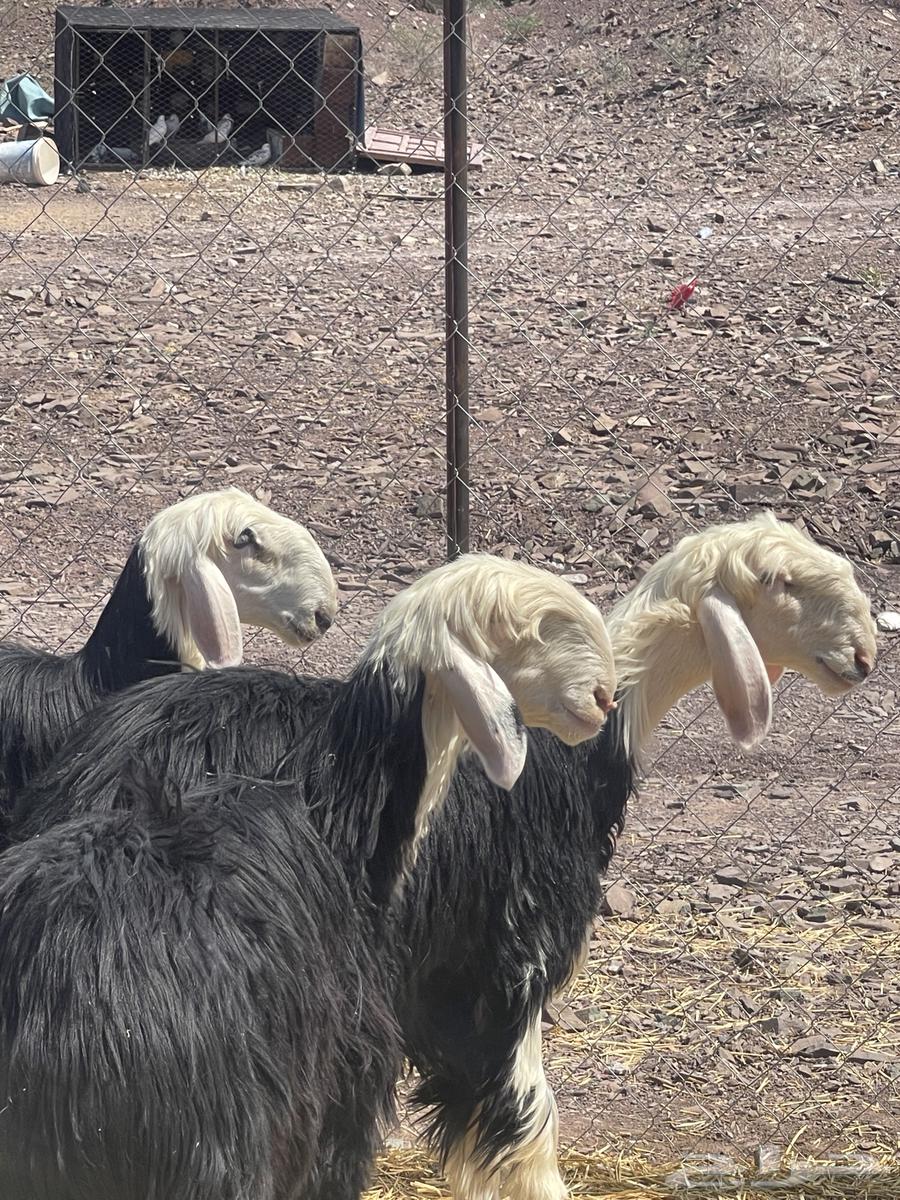 رخال نجد نوادر صنف تمم البيع64504983937921111