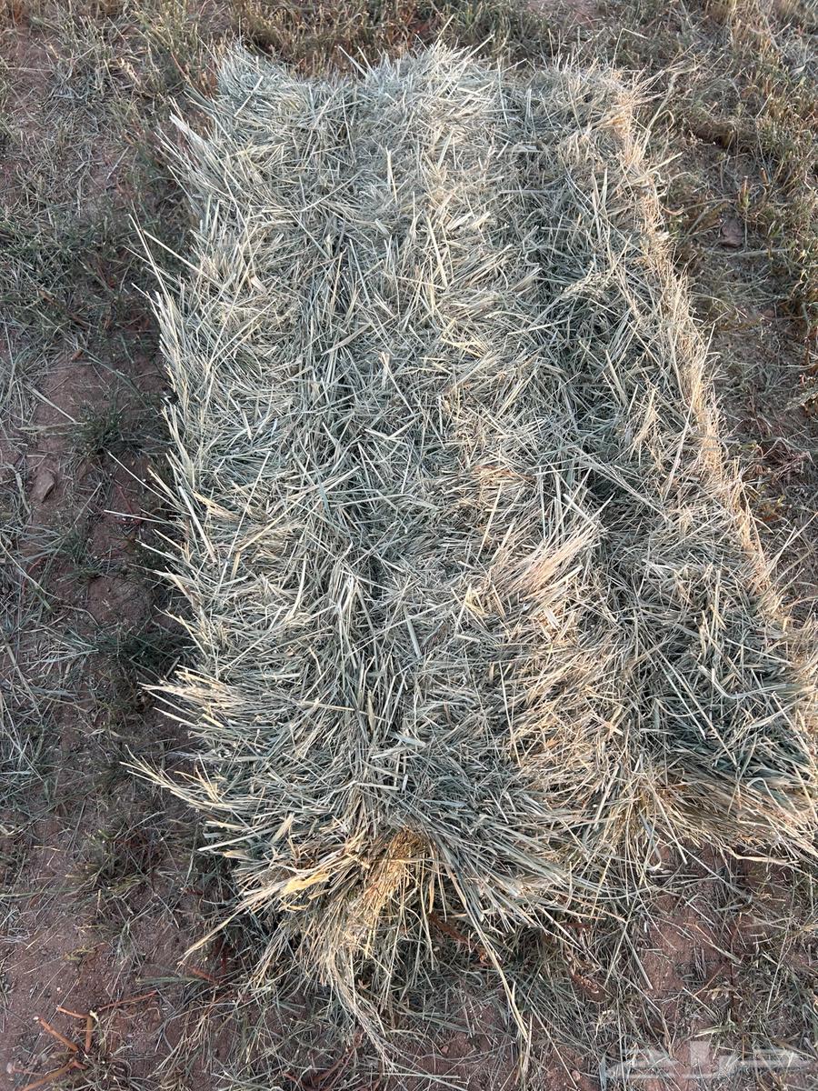 Al-Ahmadiya64509321509505112