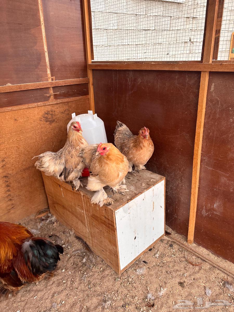 كوشن قزم فاخر تم البيع64509124049154113