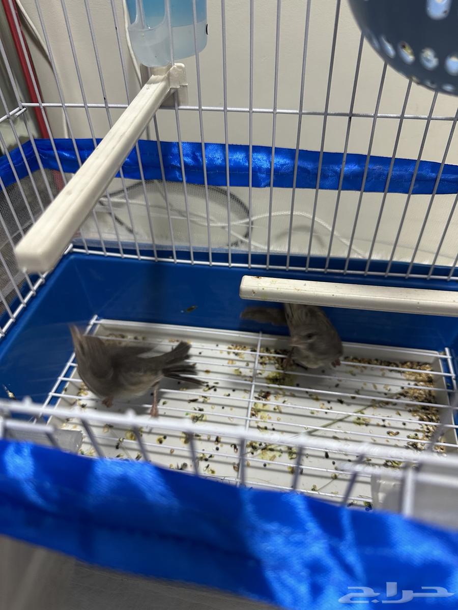 للبيع جوز ياسمين طائفي64507123758082111