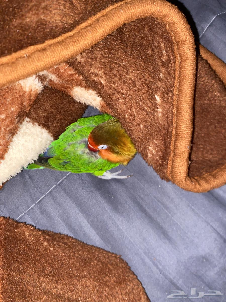 Flying Fisher includes all items, Samel comes for a lifetime near the year64503118244867111