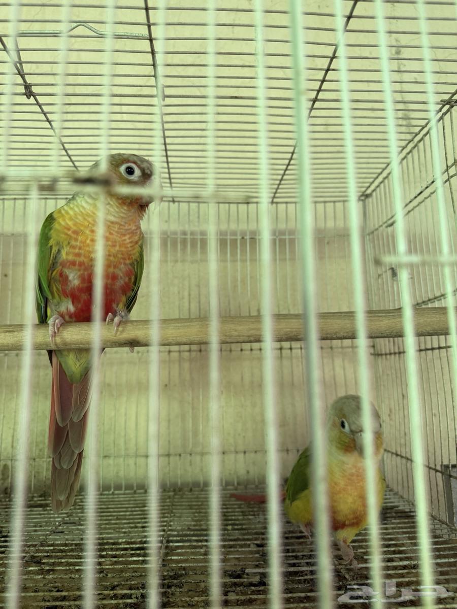 زوج كنيور اناناس منتج بطل انتاج64505412107010110