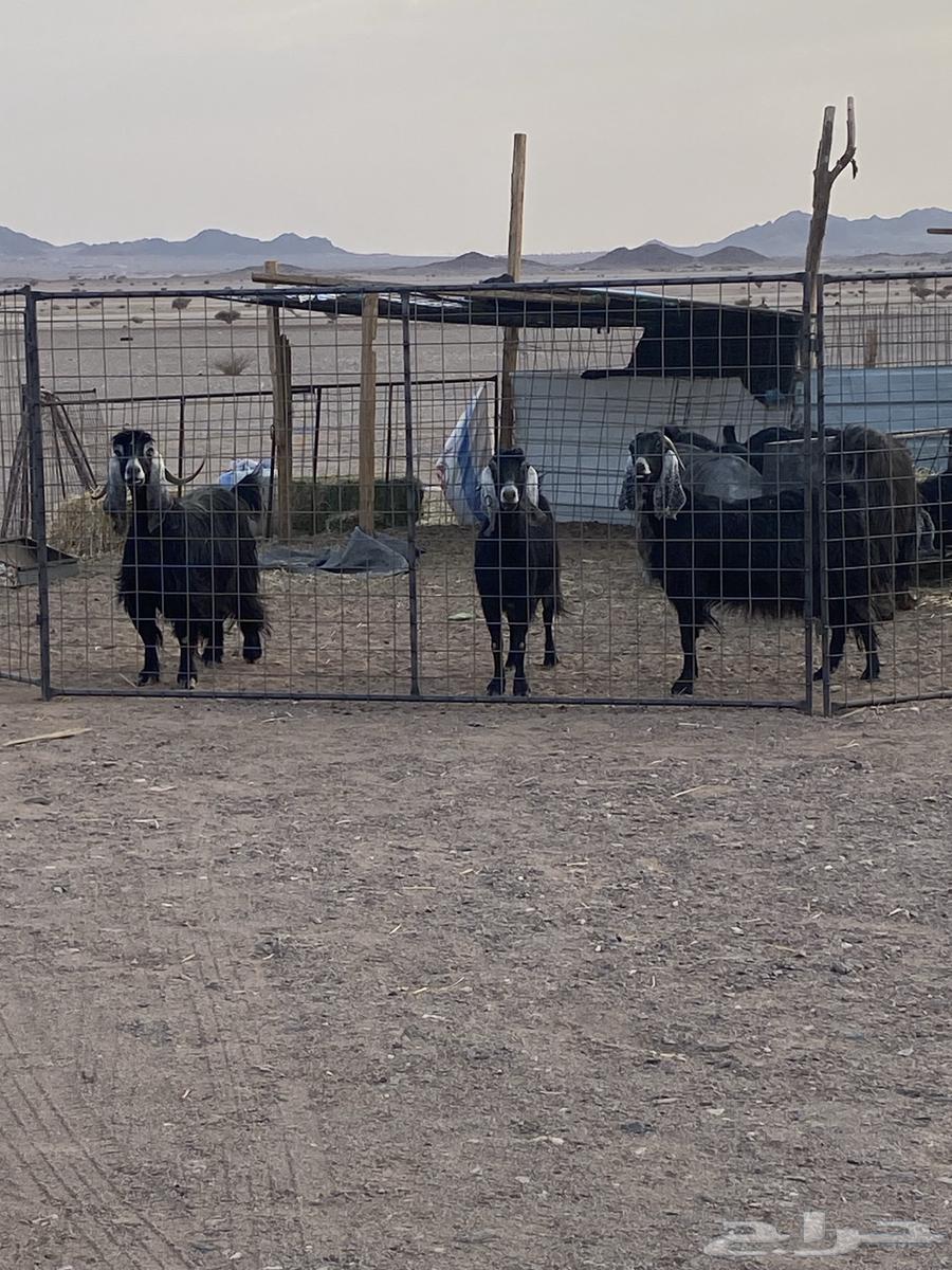 Goats with 3-month-old kids, along with two male goats, some are defective and some are healthy64504434424449110