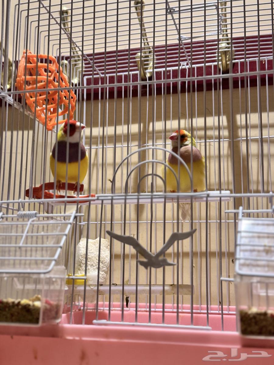 للبيع زوج قولدن فنيش64504091735171112