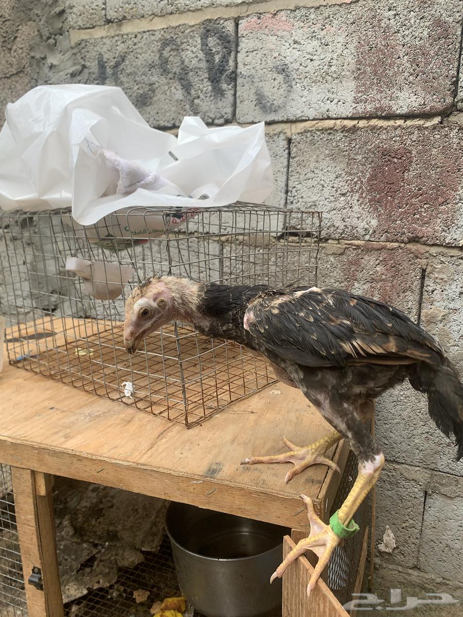 اثنين ديوك شامو للبيع التواصل للالصامل فقط64506315987459112