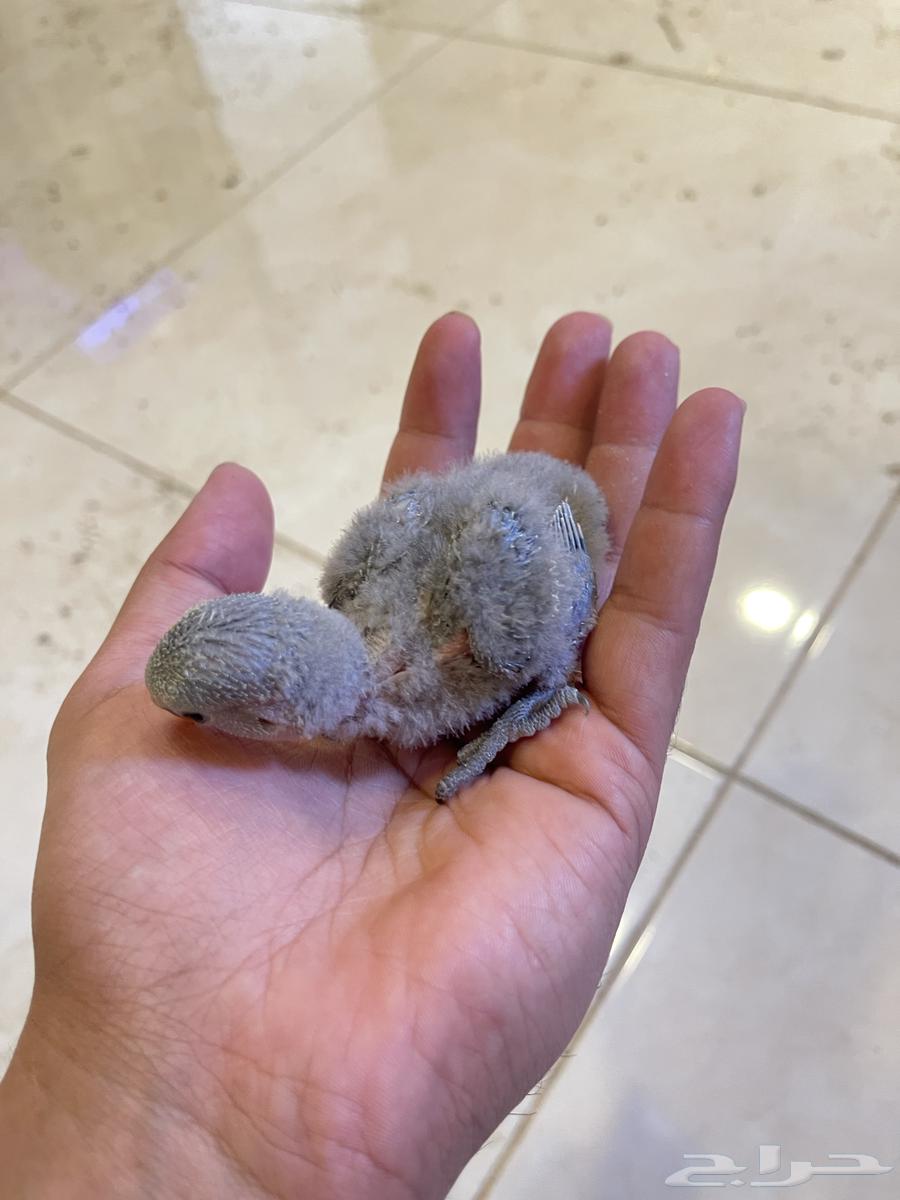 فروخ روز الوان حلوه64421337292674110