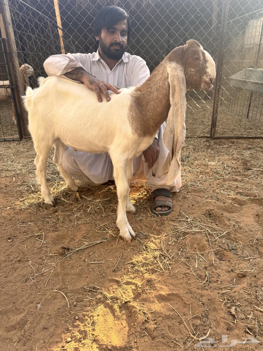 فحل هولندي وعياله64507612925187113