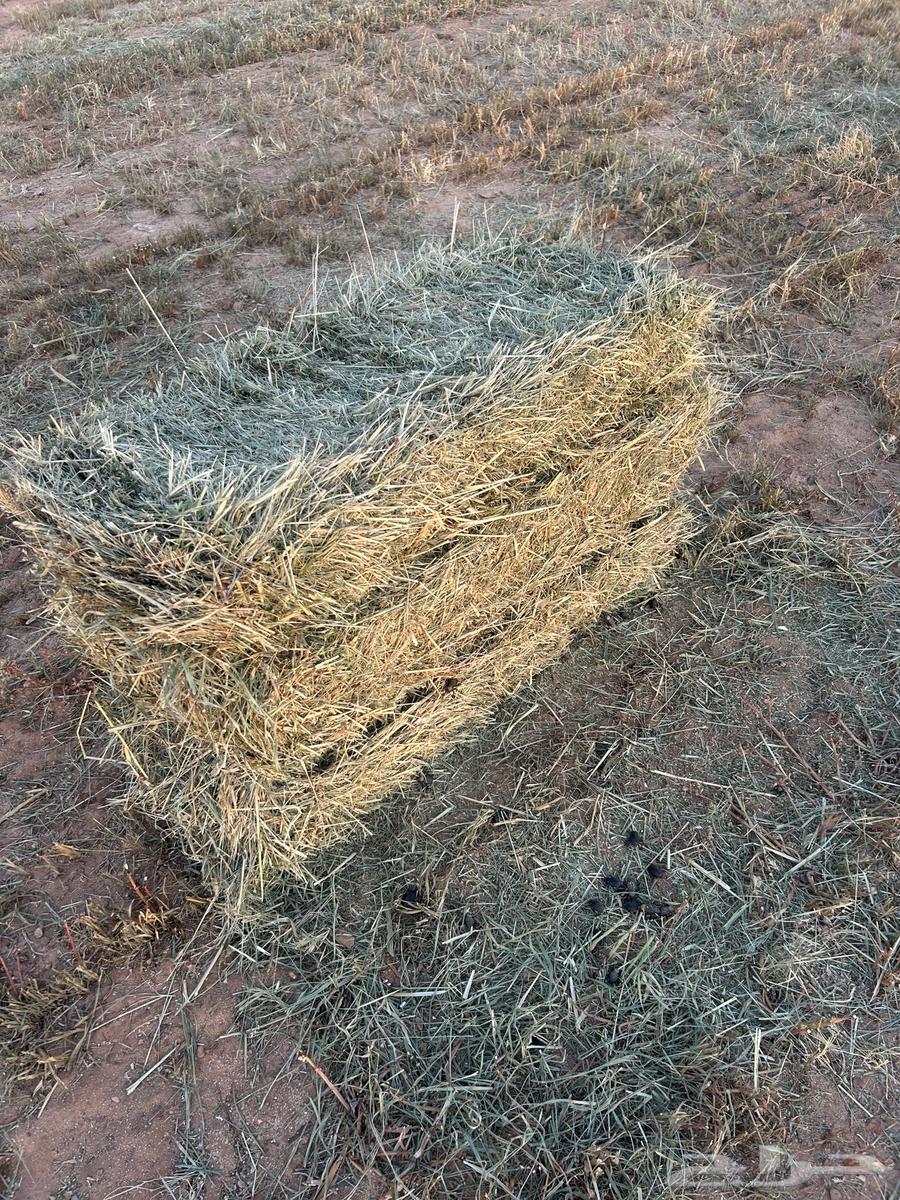 Al-Ahmadiya64509321509505110