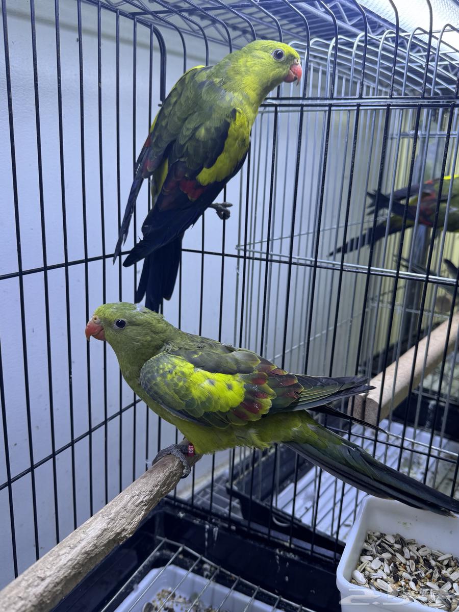 للبيع زوج ريجنت محلل ومشروط جاهزين للانتاج64507192929667114