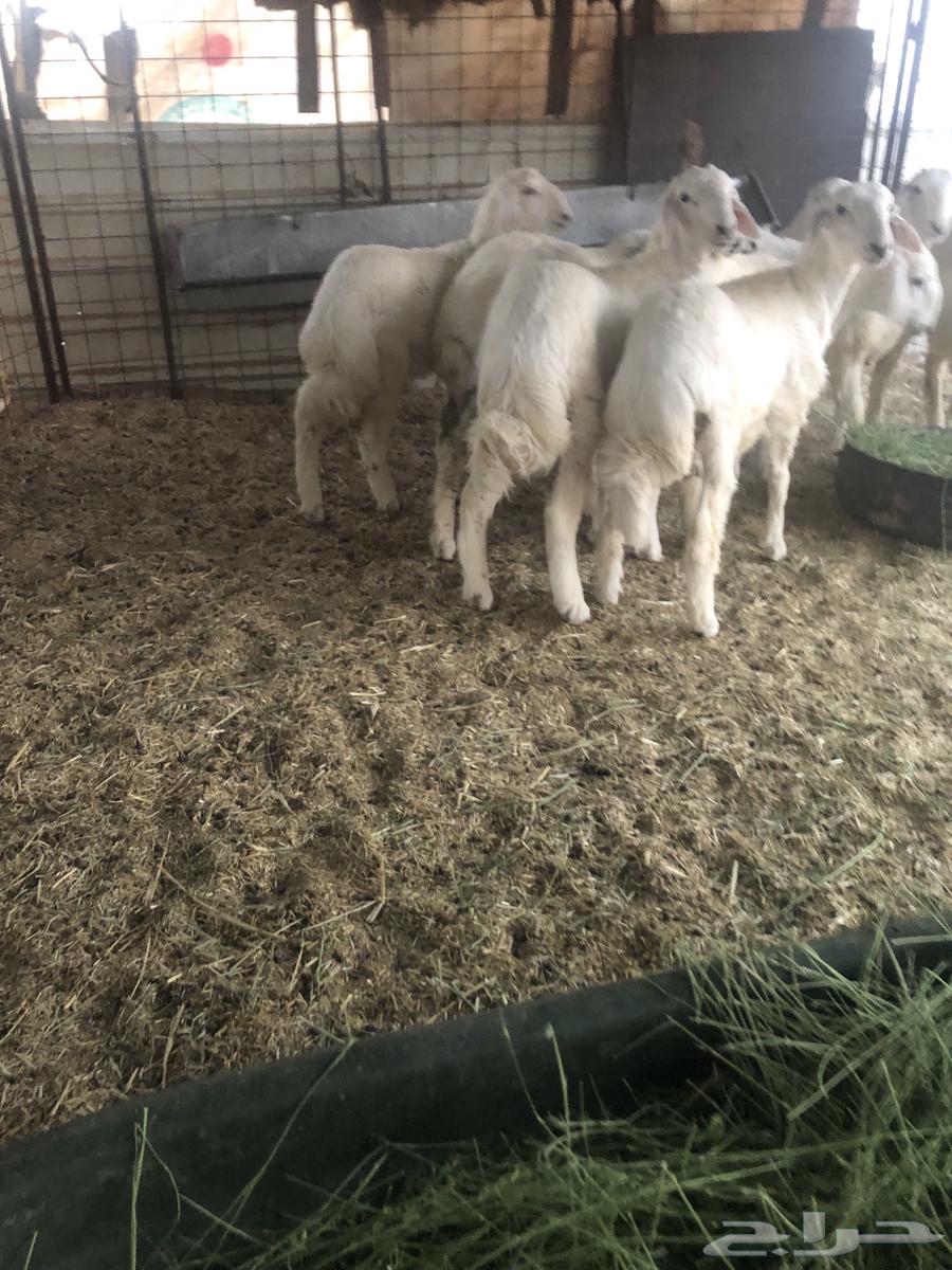 للبيع بهم حري مغلق64507654360833110