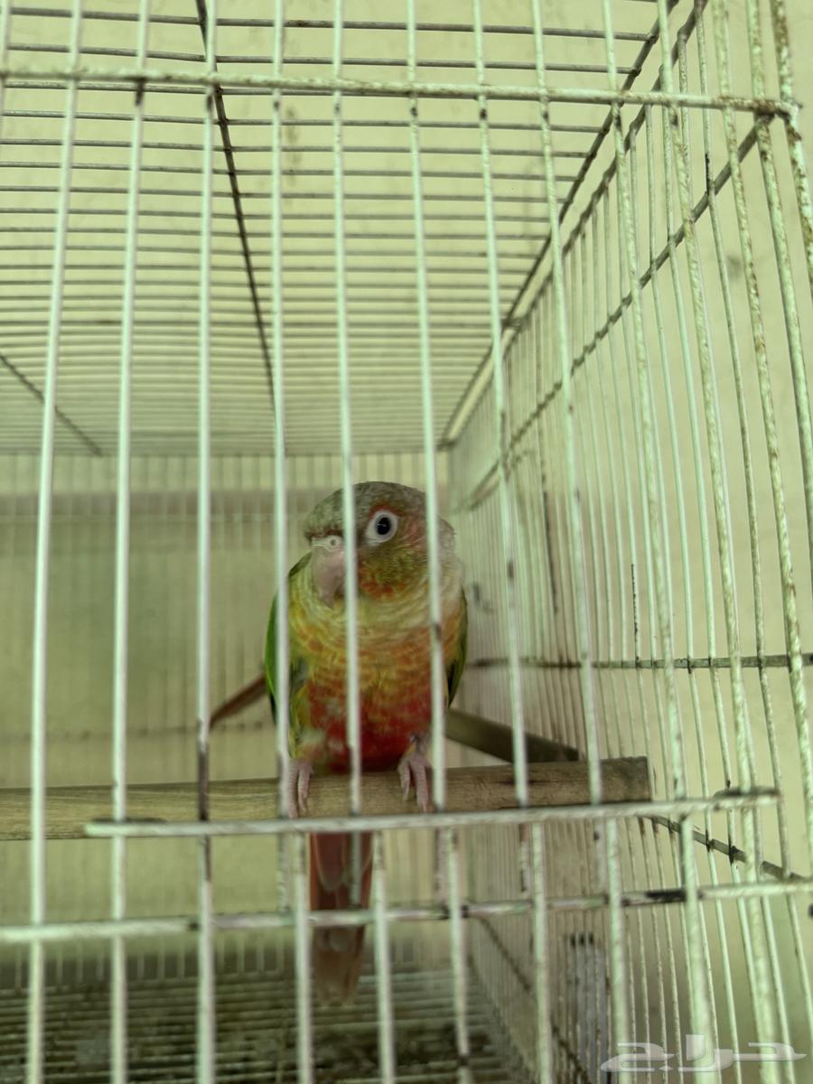 زوج كنيور اناناس منتج بطل انتاج64505412107010112