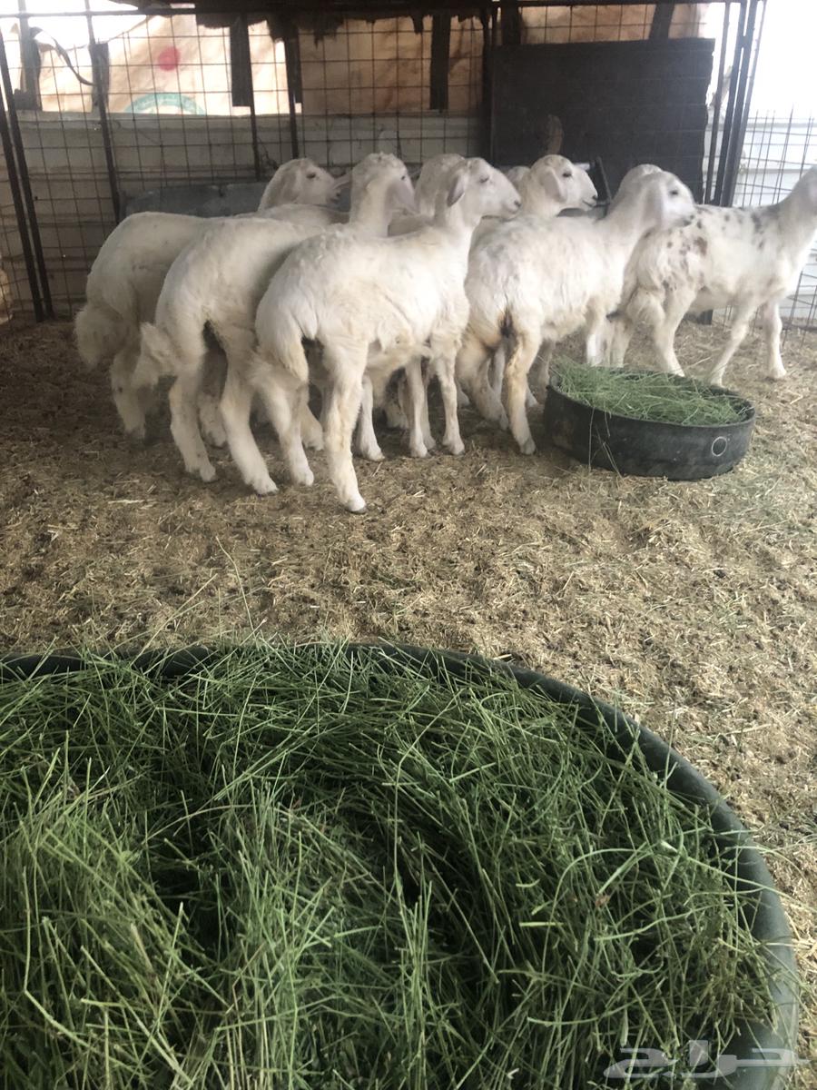 للبيع بهم حري مغلق64507654360833111