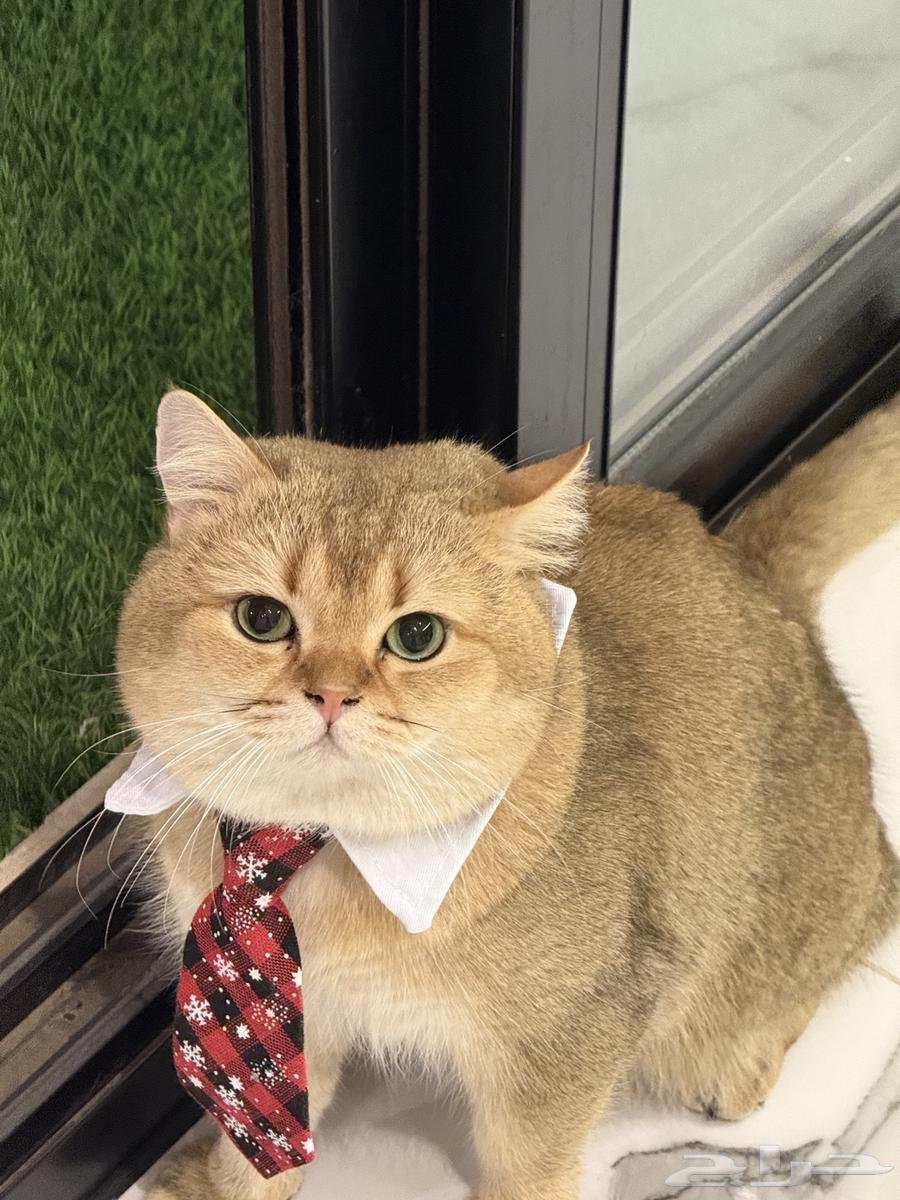 Scotch Cat for Breeding64507529243395112