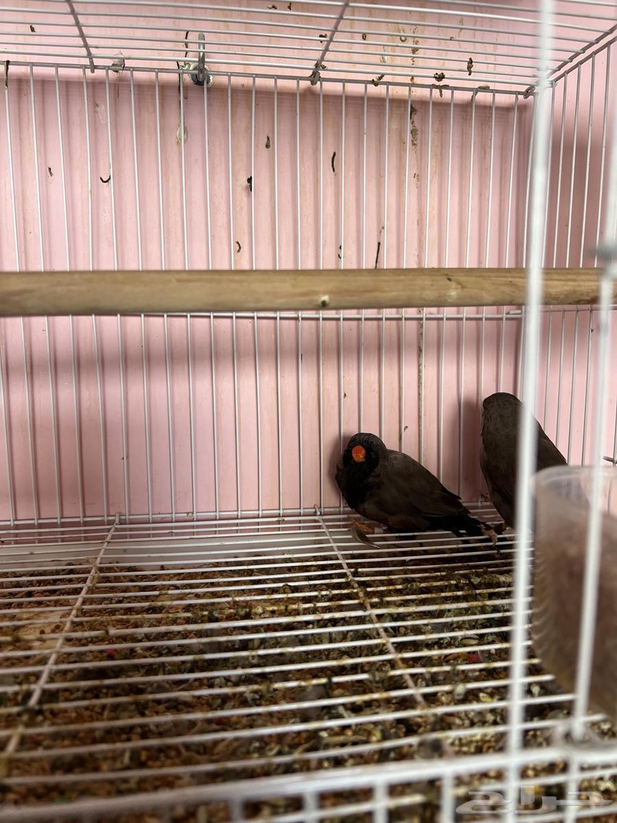 جوز زيبرا شاركول جامبوا64506132394114114