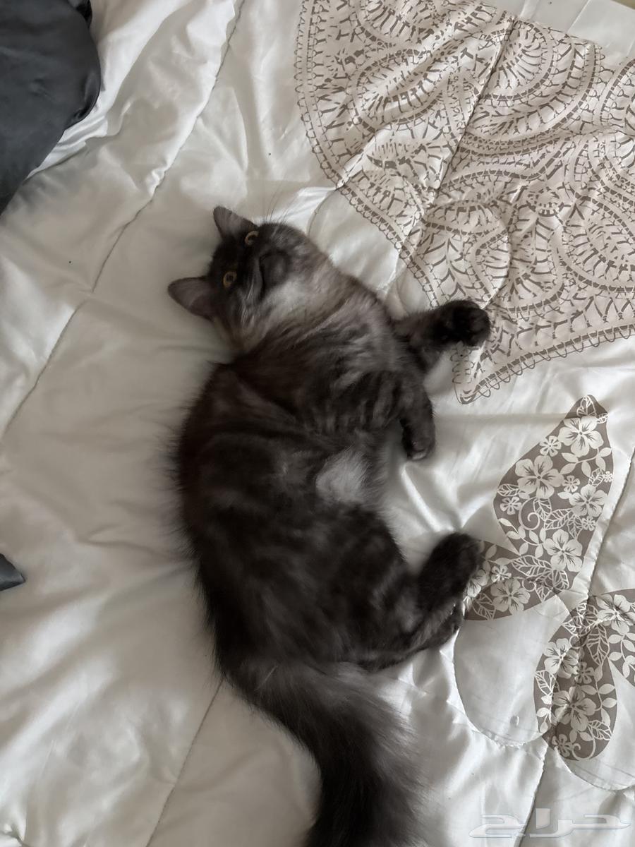 قط شيرازي للبيع64507025998593111