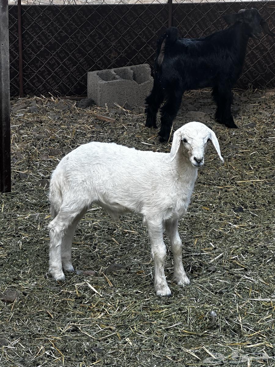 بهم مشروع فحل طلي ابوه صنف فحل64507866148609111