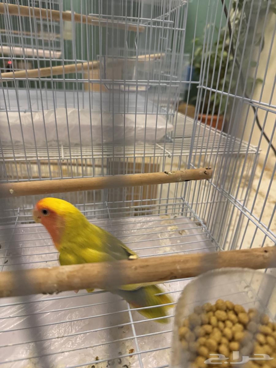 تم البيع64509969966978112