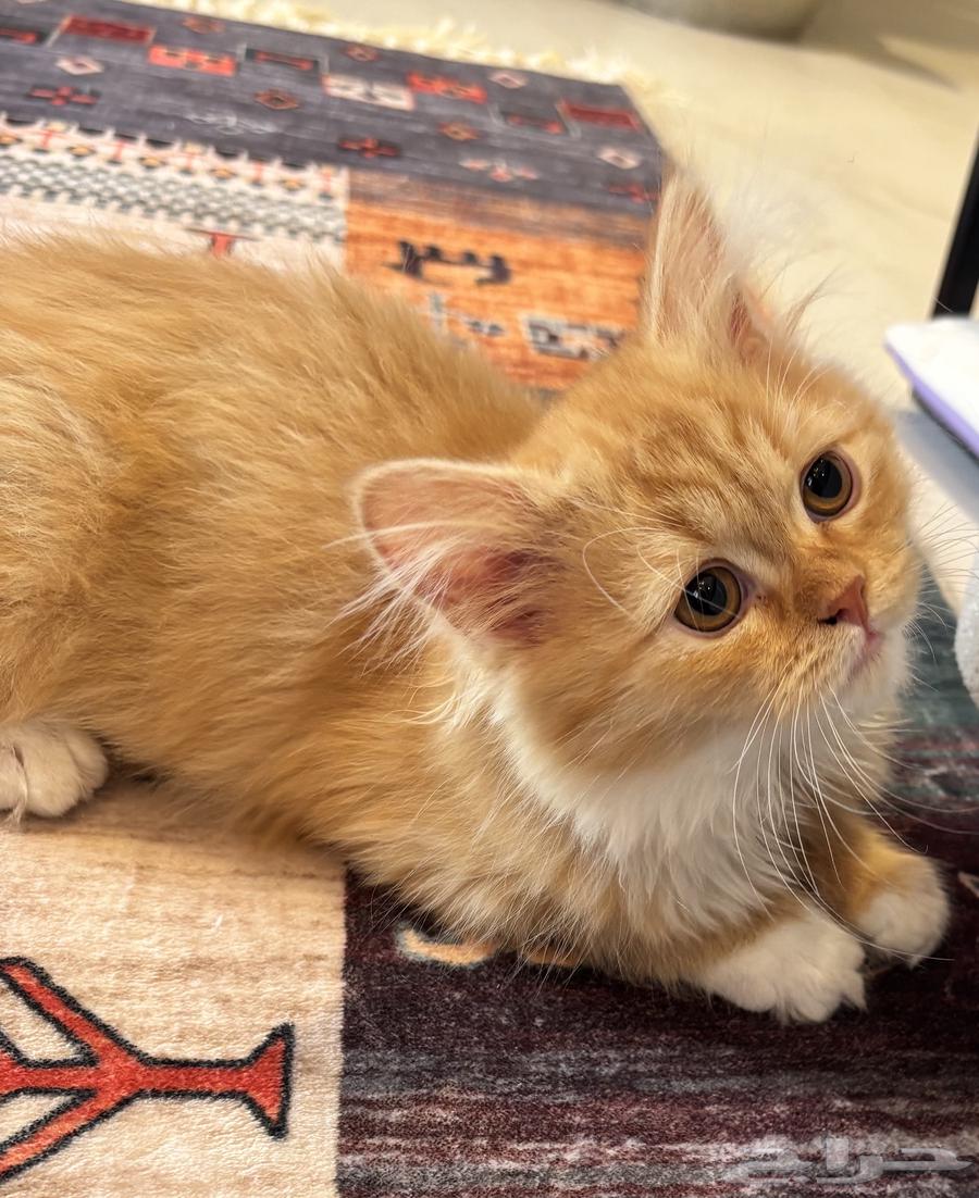 قطط للبيع64504037224705110