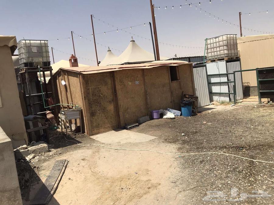 شبك ابل للبيع بسوق طويق بجوار بندر الجافل64506174580098112