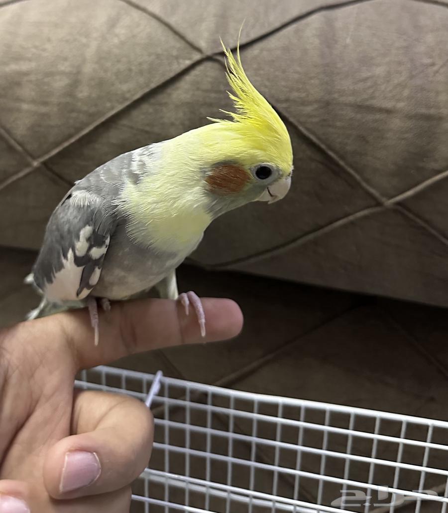 عصافير كروان للبيع64507935642626110